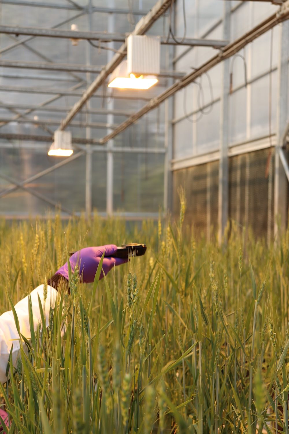 Choosing the Right Greenhouse for Your Climate and Crop