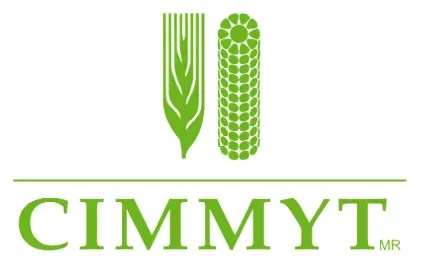 CIMMYT