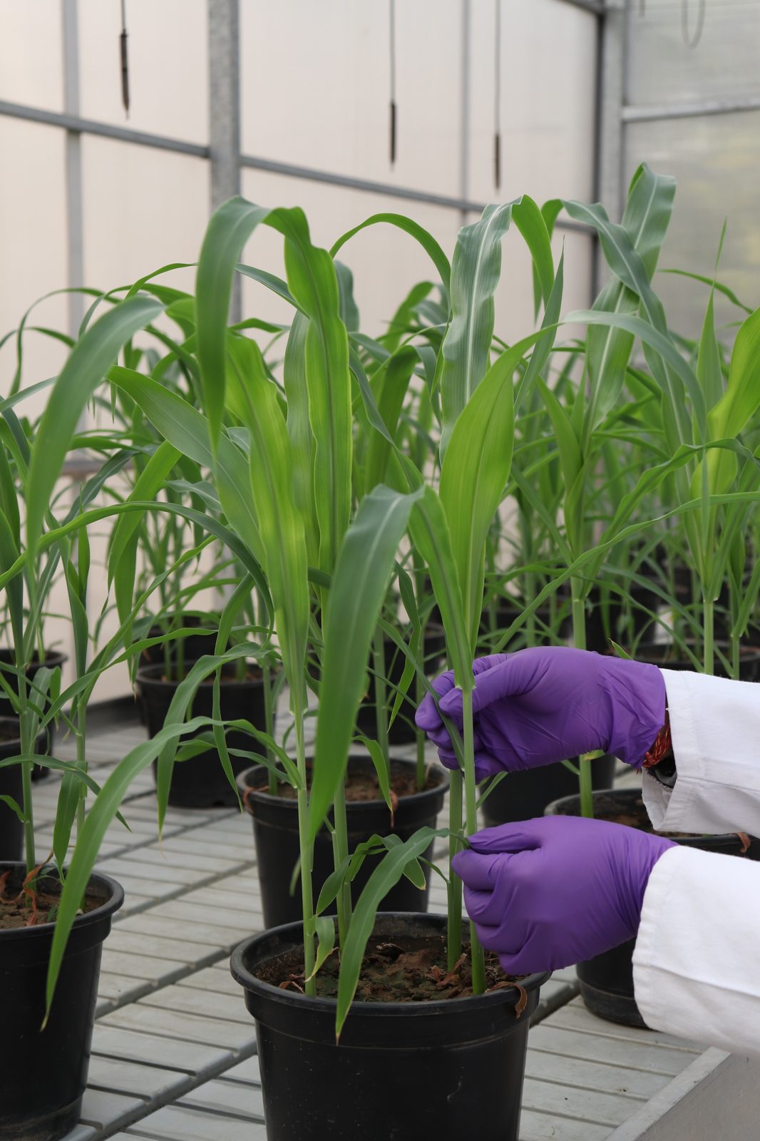 Water-Smart Growing: How Closed-Loop Systems Cut Usage by 90%