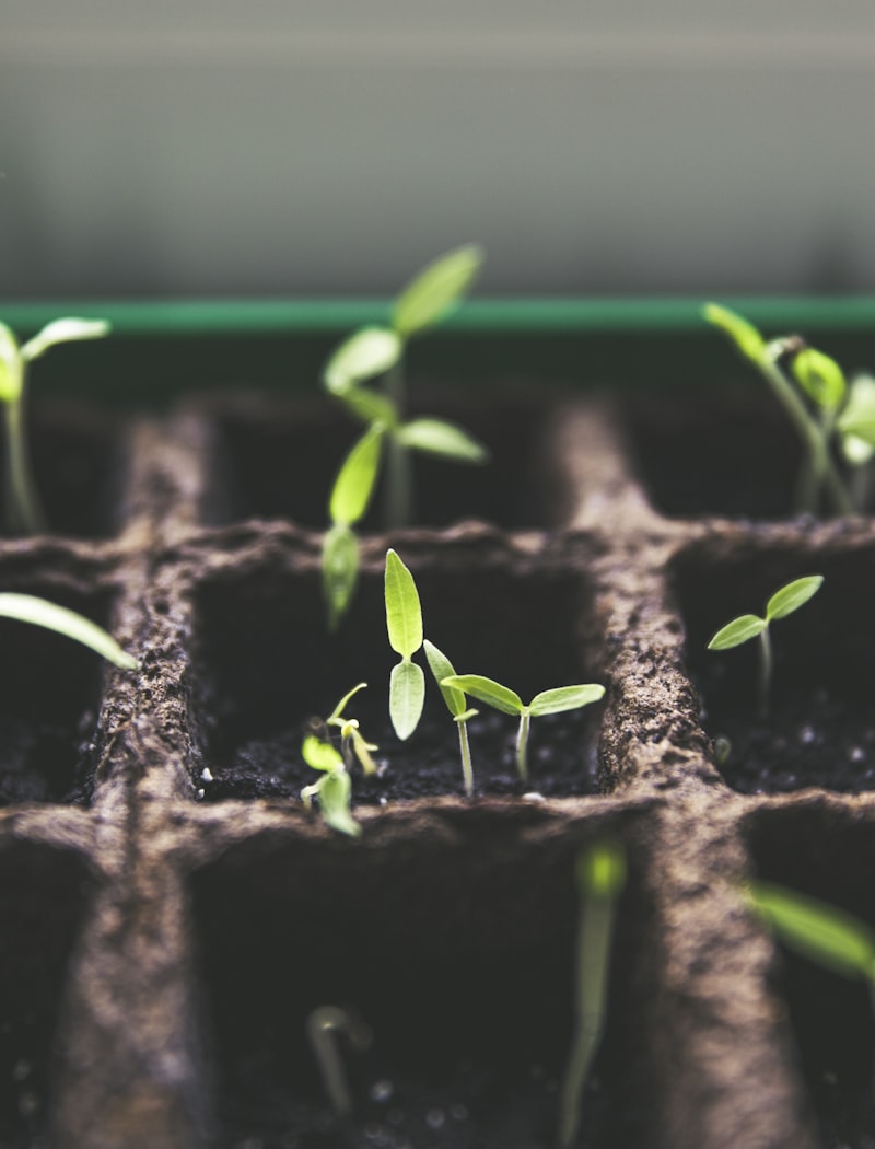 Unveiling the Solar-Powered Greenhouse Prototype