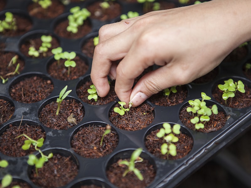 100th Greenhouse Delivered Worldwide