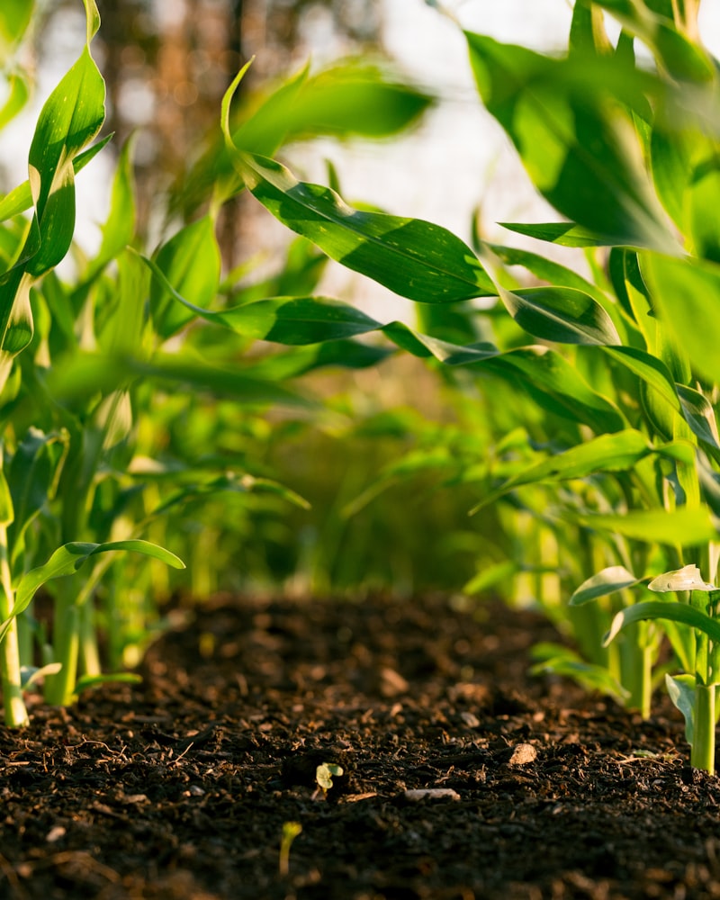 Opening of the Phytotron Research Wing