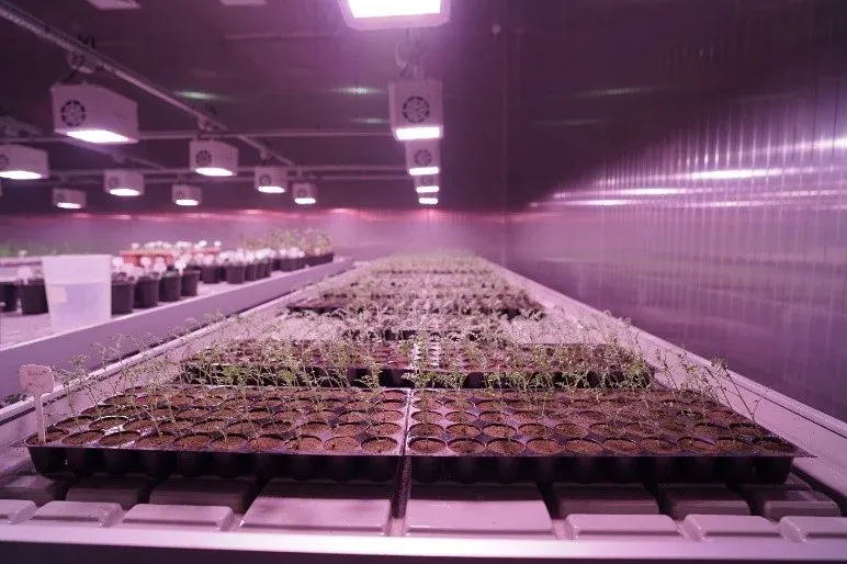 AccelBreed: Speed Breeding Facility at Punjab Agricultural University, Ludhiana photo 2