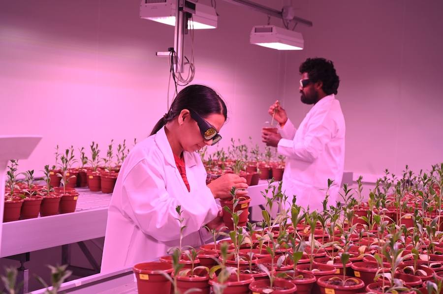 Controlled growth environment with climate-managed lighting