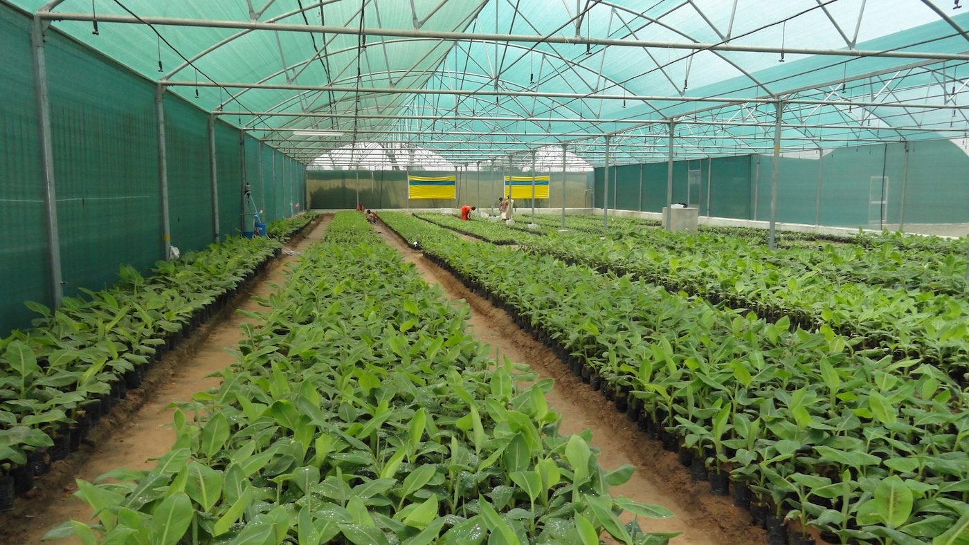 55 Crore Sapling Nursery Live